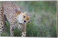 Framed Cheetah shaking off water from its body, Ngorongoro Conservation Area, Tanzania (Acinonyx jubatus)