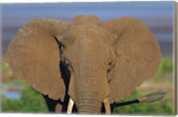 Framed Close-up of an African elephant, Lake Manyara, Arusha Region, Tanzania (Loxodonta Africana)