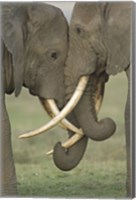 Framed Two African elephants, Arusha Region, Tanzania