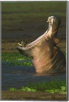 Framed Hippopotamus Yawning, Lake Manyara, Arusha Region, Tanzania