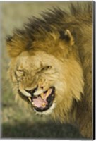 Framed Close-up of a lion snarling, Ngorongoro Conservation Area, Arusha Region, Tanzania (Panthera leo)