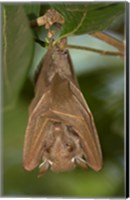 Framed Close-up of a bat hanging from a branch, Lake Manyara, Arusha Region, Tanzania