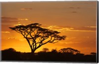 Framed Silhouette of Trees in a field, Ngorongoro Conservation Area, Arusha Region, Tanzania