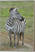 Framed Zebra standing in a field, Ngorongoro Conservation Area, Arusha Region, Tanzania (Equus burchelli chapmani)