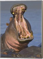 Framed Close-up of a Hippopotamus, Lake Manyara, Arusha Region, Tanzania