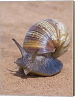 Framed Close-up of a Giant African land snail, Tarangire National Park, Arusha Region, Tanzania (Lissachatina fulica)