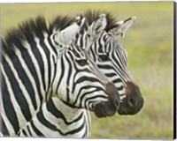 Framed Close-up of two zebras, Ngorongoro Conservation Area, Arusha Region, Tanzania (Equus burchelli chapmani)