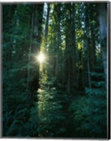 Framed Low angle view of sunstar through redwood trees, Jedediah Smith Redwoods State Park, California, USA.