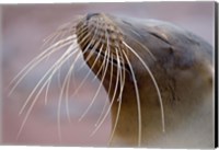 Framed Close-up of a Galapagos Sea Lion, Galapagos Islands, Ecuador