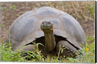 Framed Close-up of a Galapagos Giant tortoise (Geochelone elephantopus), Galapagos Islands, Ecuador
