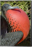 Framed Close-up of a Magnificent Frigatebird (Fregata magnificens), Galapagos Islands, Ecuador