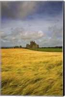 Framed Cistercian Dunbrody Abbey (1182) beyond Barley Field, County Wexford, Ireland