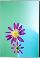 Framed Close up of purple flowers with yellow centers on turquoise background