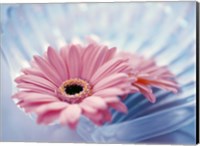 Framed Close up of two pink gerbera daisies in water ripples