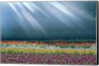 Framed Field of multicolored flowers with streaks of white light rays