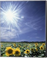 Framed Bright burst of white light above field of sunflowers