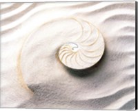 Framed Shell spiraling into wavy sand pattern