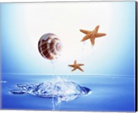 Framed shell and two starfish floating above bubbling water