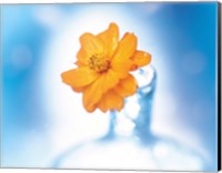 Framed Close up of ruffled marigold bloom in blue bottle with blurred blue and white background