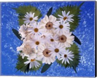 Framed Close up of white daisy bouquet with mottled blue background