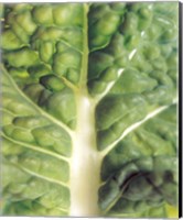 Framed Close up of bumpy vegetable leaf with white stalk