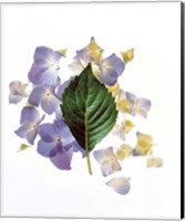 Framed Close up of green leaf and lavender flower petals scattered on white