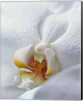 Framed Close up of center of white orchid with yellow center
