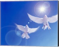 Framed Two doves side by side with wings outstretched in flight with brilliant light and blue sky