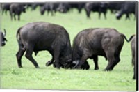 Framed Cape buffalo bulls (Syncerus caffer) sparring, Ngorongoro Crater, Ngorongoro, Tanzania