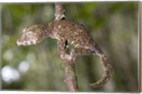 Framed Close-up of a Leaf-Tailed gecko (Uroplatus fimbriatus), Andasibe-Mantadia National Park, Madagascar