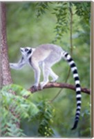 Framed Ring-Tailed lemur (Lemur catta) climbing a tree, Berenty, Madagascar