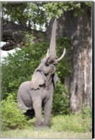 Framed African elephant (Loxodonta africana) reaching for baobab (Adansonia digitata) tree leaves, Tarangire National Park, Tanzania