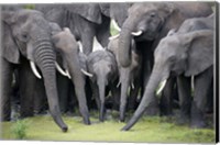 Framed African elephants (Loxodonta africana) drinking water in a pond, Tarangire National Park, Tanzania