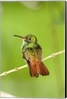 Framed Close-up of Rufous-Tailed hummingbird (Amazilia tzacatl) perching on a twig, Costa Rica
