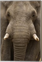 Framed Close-up of an African elephant (Loxodonta africana) trunk, Lake Manyara, Tanzania