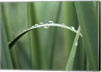 Framed Close up of Dew drops on a Blade of Grass