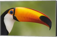 Framed Close-up of a Toco toucan (Ramphastos toco), Three Brothers River, Meeting of the Waters State Park, Pantanal Wetlands, Brazil