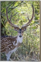 Framed Spotted deer (Axis axis) in a forest, Kanha National Park, Madhya Pradesh, India