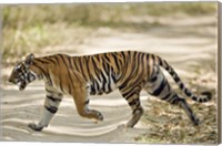 Framed Bengal Tiger (Panthera tigris tigris) walking in a forest, Bandhavgarh National Park, Umaria District, Madhya Pradesh, India