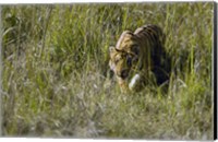 Framed Bengal Tiger (Panthera tigris tigris) cub walking in a forest, Bandhavgarh National Park, Umaria District, Madhya Pradesh, India
