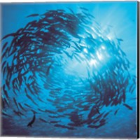 Framed Fishes swarm underwater