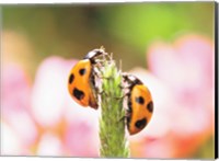 Framed Close Up Of Two Ladybugs