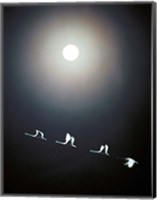 Framed Cranes Flying Across the Moon