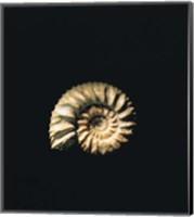 Framed Shell on Black Background