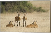 Framed Ugandan kobs (Kobus kob thomasi) mating behavior sequence, Queen Elizabeth National Park, Uganda