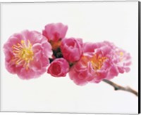Framed Close up of a Cherry blossom