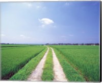 Framed Rural road between crop fields