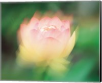 Framed Lotus, Blurred Motion