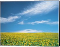 Framed Sunflowers in field