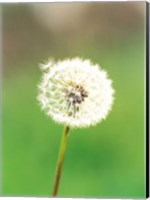 Framed Dandelion seeds, close-up view